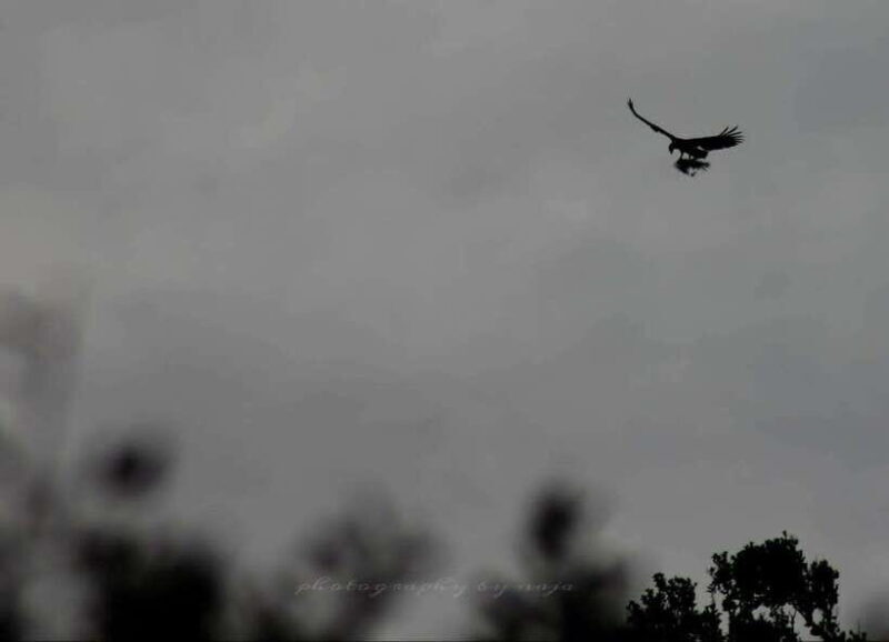 Yala National Park: Full day Safari Tour - Key Points