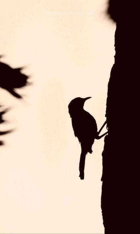 Yala National Park: Full day Safari Tour - Who Will Love This Safari?