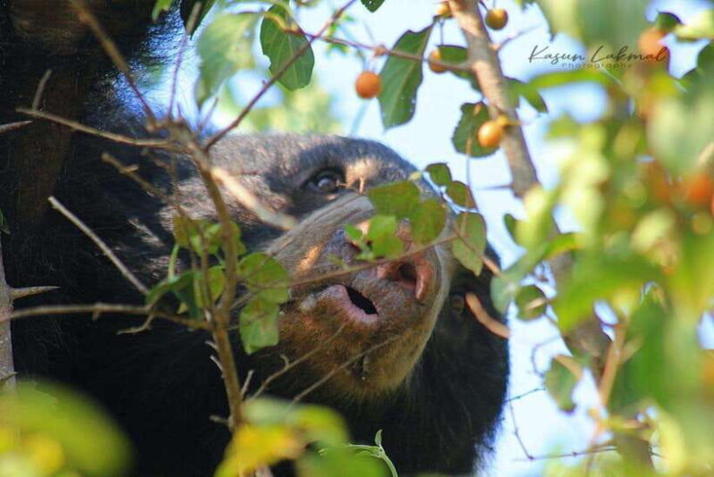 Yala National Park: Full day Safari Tour - FAQ