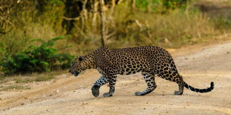 Yala National Park : Full Day Safari(04:30-18:00) - Exploring Yala National Park: An In-Depth Review