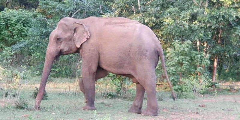 Yala National Park : Full Day Safari(04:30-18:00) - Final Thoughts