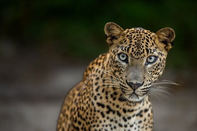 Yala National Park Guided Safaris - Discover the Wilderness of Yala National Park with Guided Safaris