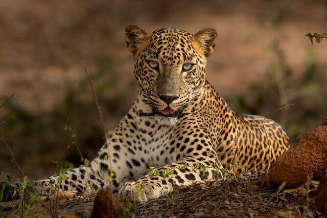 Yala National Park Guided Safaris - An In-Depth Look at Yala National Park Guided Safaris