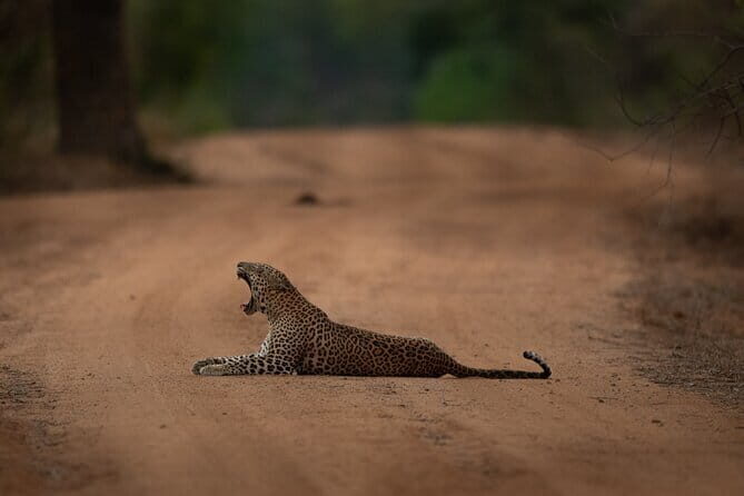 Yala National Park Guided Safaris - FAQs