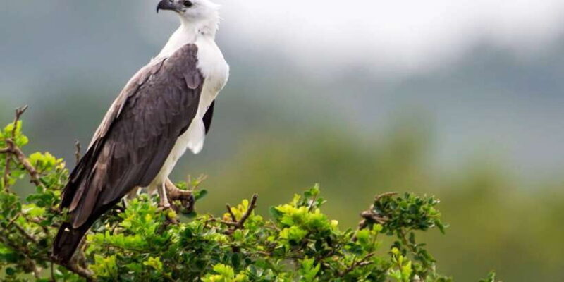 Yala National Park: Half, 7-Hour, or Full-Day Safari & Meals - Frequently Asked Questions