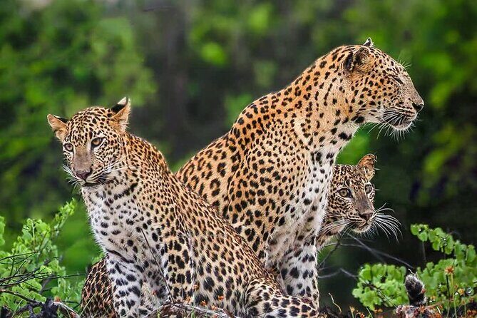 Yala National park: Half day & Full Day & Private - Safari Tours - Exploring Yala National Park: What You Can Expect