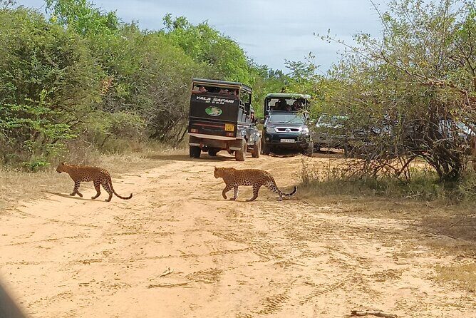 Yala National park: Half day & Full Day & Private - Safari Tours - The Value of This Safari Experience