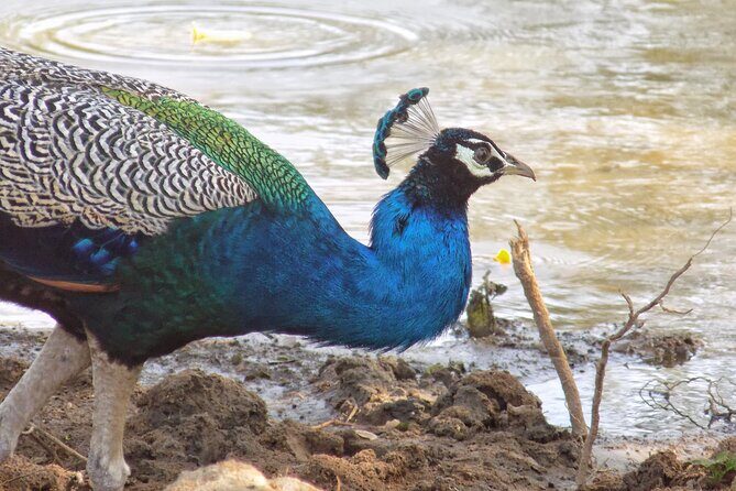 Yala National park: Half day & Full Day & Private - Safari Tours - FAQ