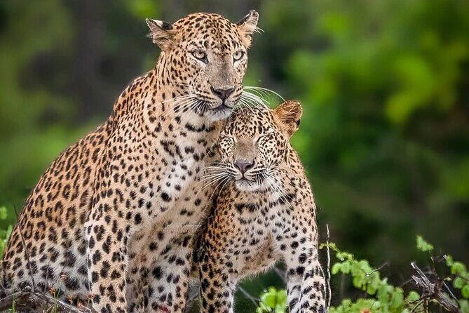 Yala National Park Half Day / Full Day Special Safari Tours - Discover Yala National Park with a Private Safari Tour