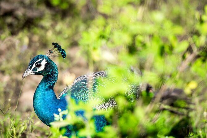 Yala National Park Half Day / Full Day Special Safari Tours - The Sum Up