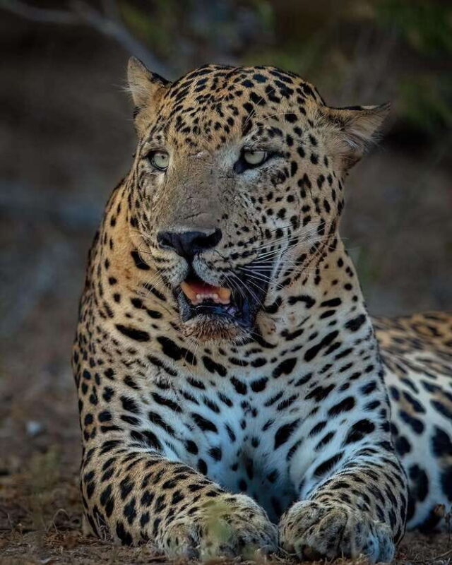 Yala National Park Half Day Safari - Key Points