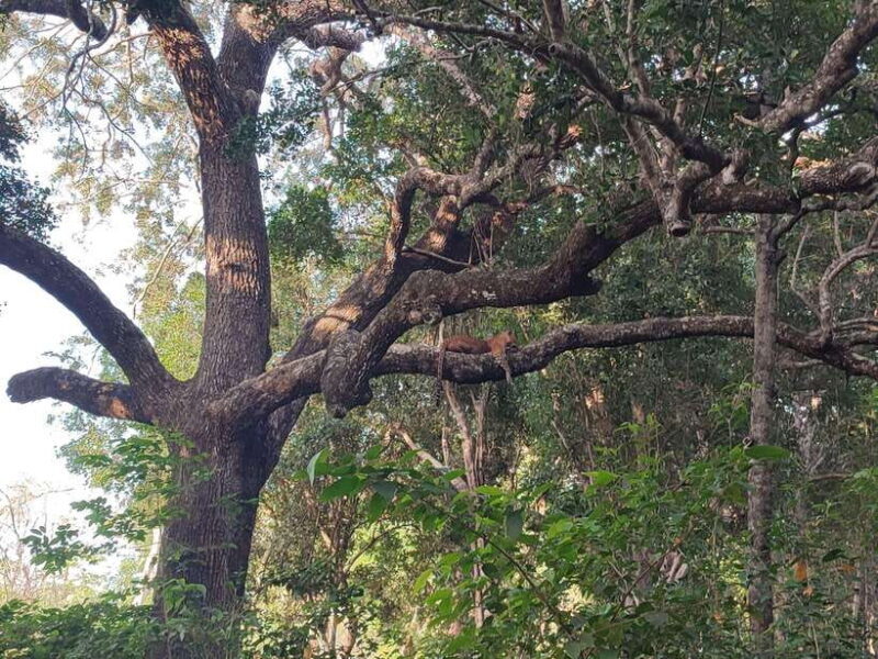 Yala National Park Half Day Safari - Who This Tour Is Best For