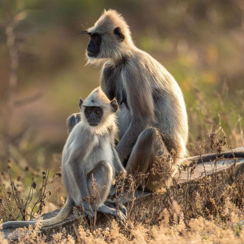 Yala National Park Half Day Safari - The Sum Up