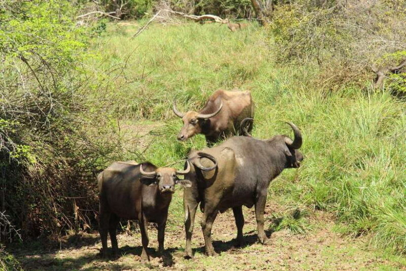 Yala National Park Half Day Safari - Frequently Asked Questions (FAQs)
