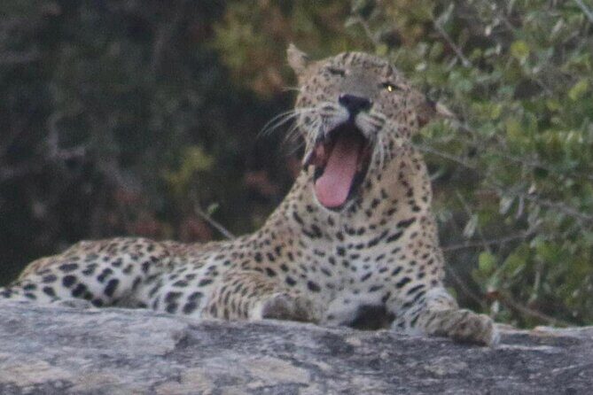 Yala National Park Half Day Safari - 4.30 a.m to 11.30 a.m - Key Points