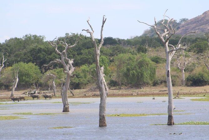 Yala National Park Half Day Safari - 4.30 a.m to 11.30 a.m - Who Should Consider This Tour?