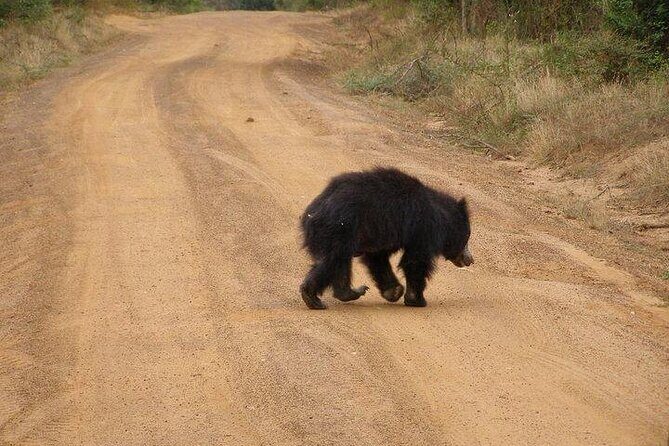 Yala National Park Half Day Safari - 4.30 a.m to 11.30 a.m - Frequently Asked Questions