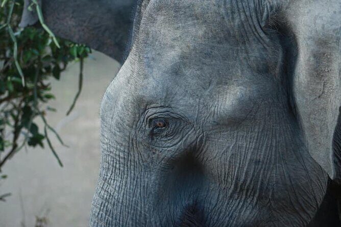 Yala National Park Half Day Safari - 4.30 a.m to 11.30 a.m - Embrace the Wild