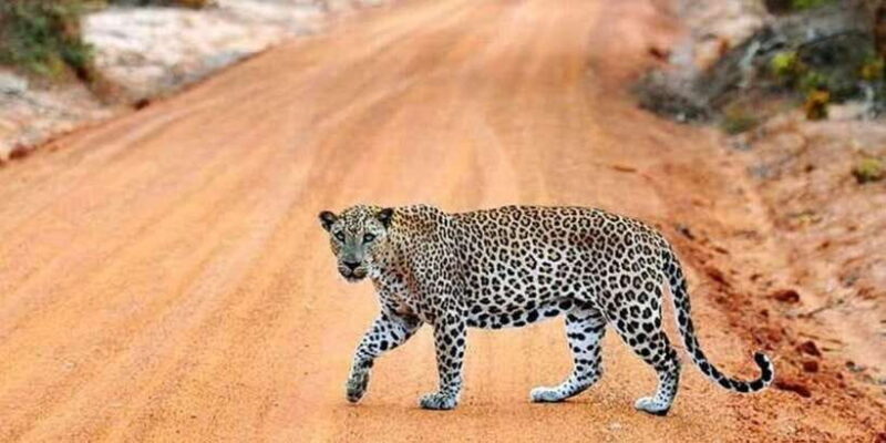 Yala National Park: Half Day Safari from Hambantota Harbor - Key Points