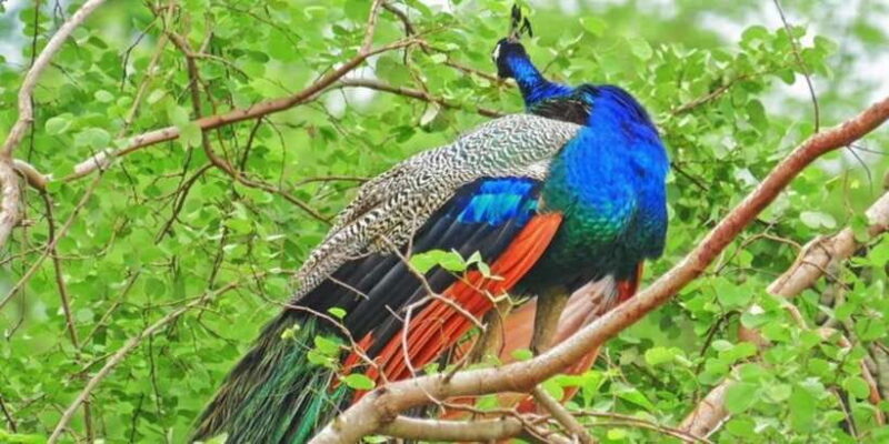 Yala National Park: Half Day Safari from Hambantota Harbor - What You Can Expect During the Drive