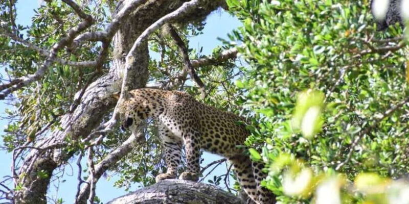 Yala National Park Half day Safari - Yala National Park Half Day Safari: An Authentic Wildlife Experience