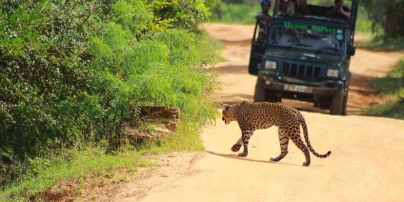 Yala National Park Half day Safari - In-Depth Look at the Itinerary