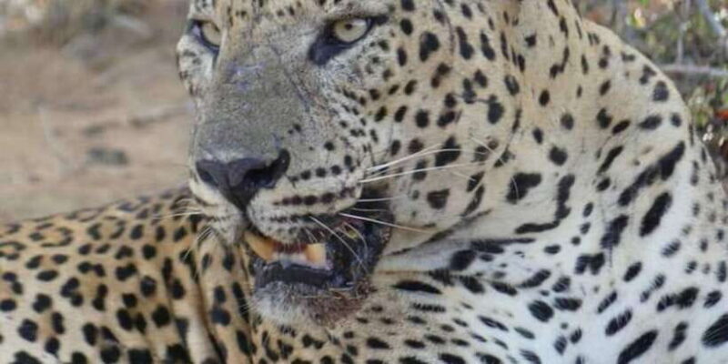 Yala National Park Half day Safari - The Sum Up