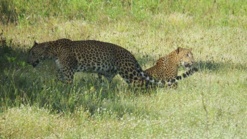 Yala National Park Jeep Safari: Leopards, Elephants & Wild - Key Points