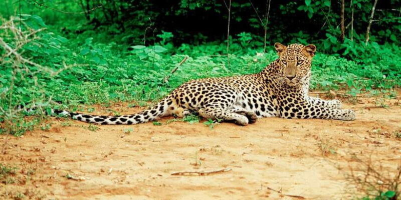 Yala National Park: Leopard Safari Day Tour from Colombo - Key Points