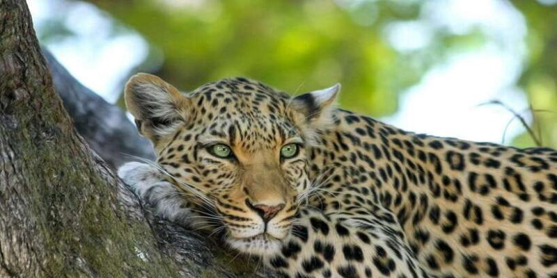 Yala National Park: Leopard Safari Day Tour from Colombo - An In-Depth Look at the Tour