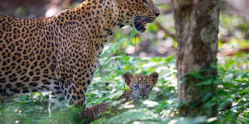 Yala National Park: Leopard Safari Day Tour from Colombo - Who Will Love This Tour?