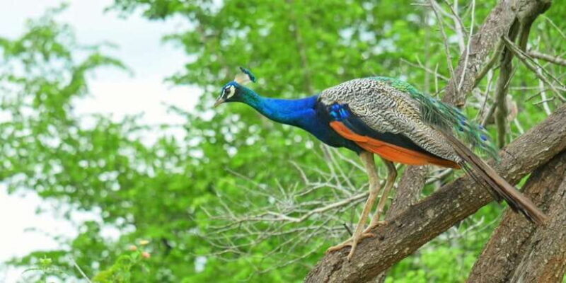 Yala National Park: Leopard Safari Day Tour from Colombo - Frequently Asked Questions