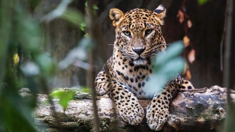 Yala National Park: Leopard Safari Day Tour from Colombo - Final Thoughts