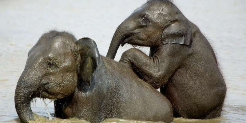 Yala National Park: Leopard Safari Full day tour with Lunch - Yala National Park: Leopard Safari Full Day Tour with Lunch