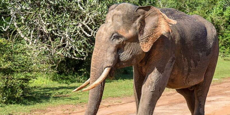 Yala National Park: Leopard Safari Full day tour with Lunch - What to Expect on the Yala Leopard Safari Tour