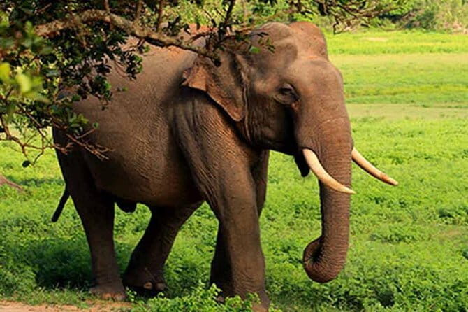 Yala National Park Leopard Safari - HALF DAY/FULL DAY TOUR - Exploring Yalas Hidden Gem: Lunugamwehera National Park Safari