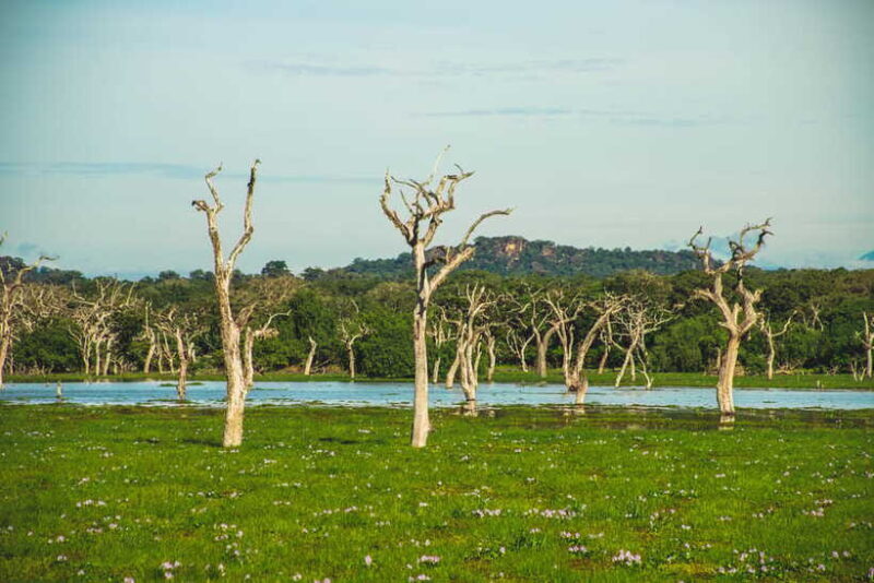 Yala National Park: Leopard Safari Half/Full-Day Safari - FAQ