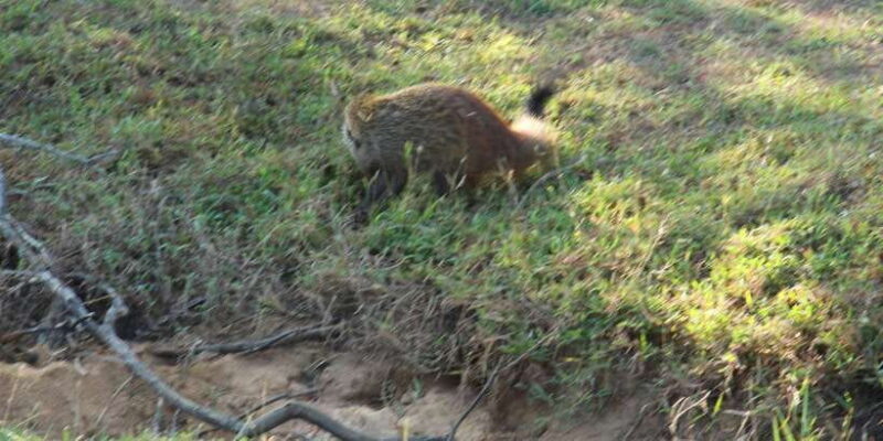 Yala National Park: Morning Afternoon Safari (All Inclusive) - The Conservation and Responsible Tourism Aspect