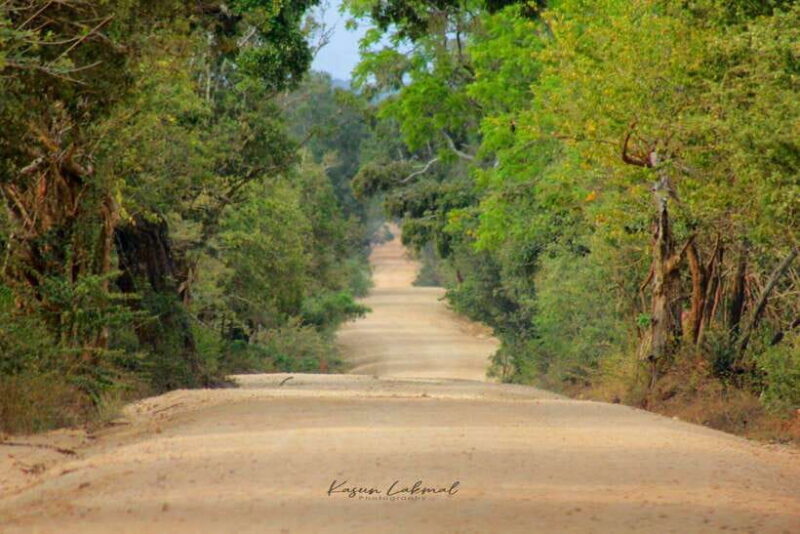 Yala National Park: Morning Half day Safari Tour - Key Points