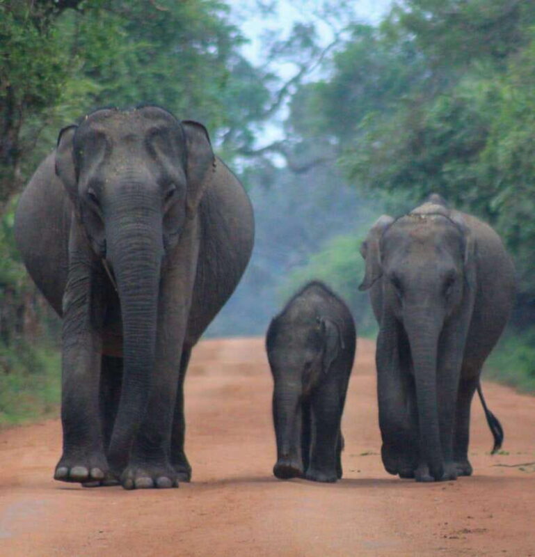 Yala National Park: Morning Half day Safari Tour - An In-Depth Look at the Yala Safari Experience