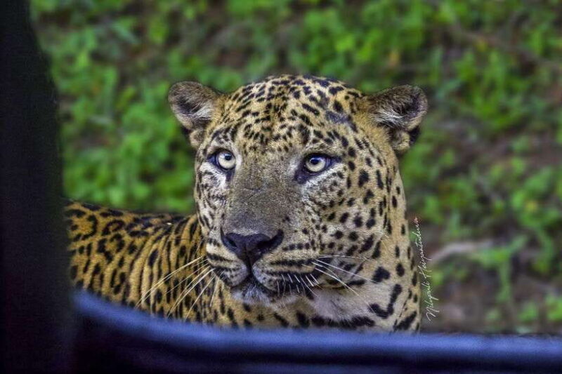 Yala National Park: Morning Half day Safari Tour - Final Thoughts