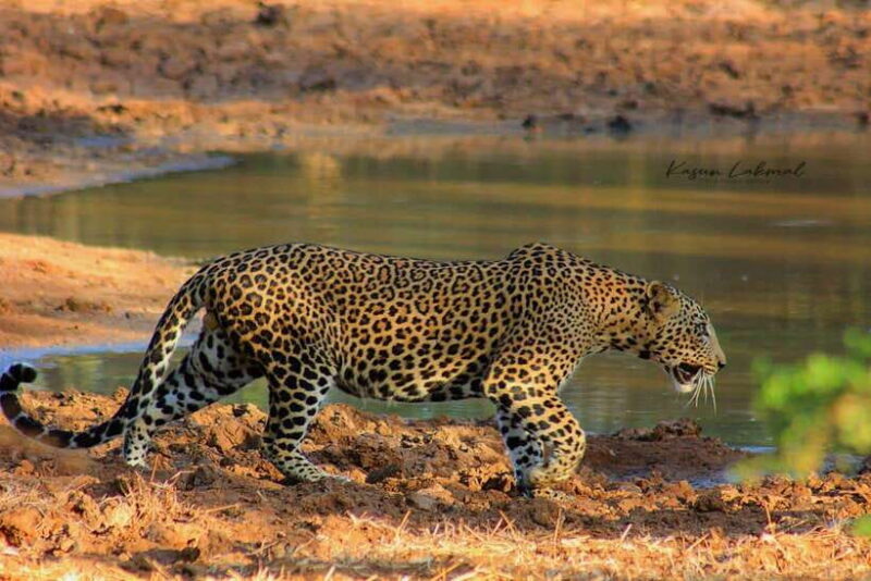 Yala National Park: Morning Half day Safari Tour - FAQ