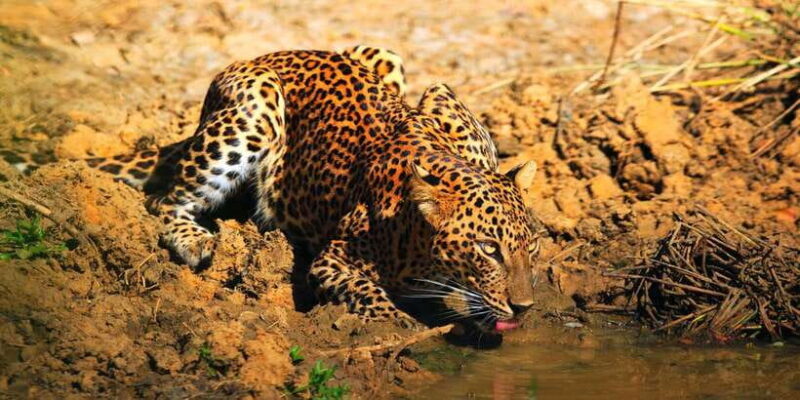 Yala National Park: Morning or Afternoon Game Drive - Why This Tour Could Be Perfect for You