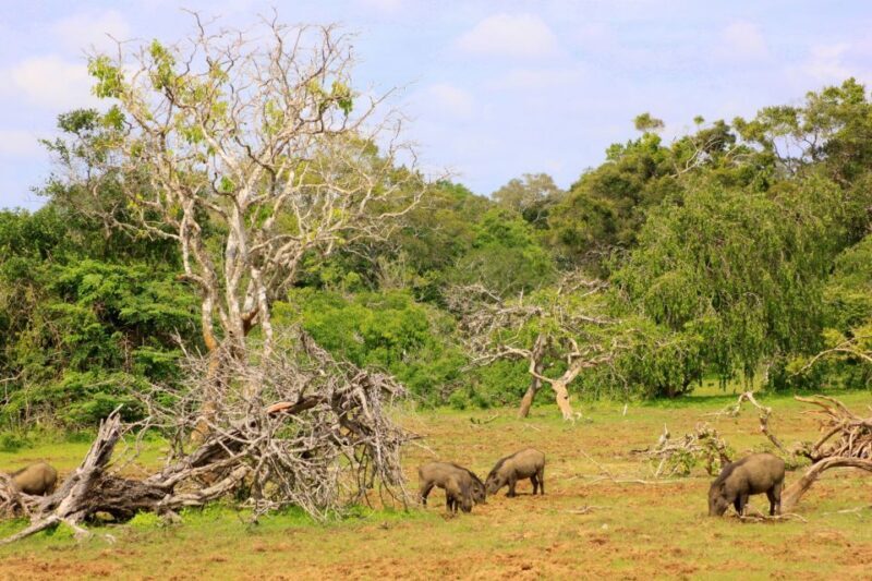 Yala National Park: Morning or Afternoon Game Drive - Final Thoughts