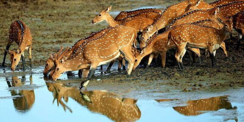 Yala National Park: Morning or Afternoon Game Drive - FAQ