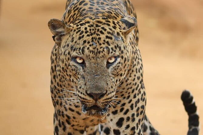 Yala National Park Morning or Afternoon Leopard Safari - In-Depth Review of the Yala Safari Experience