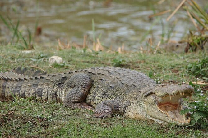 Yala National Park Morning or Afternoon Leopard Safari - The Sum Up