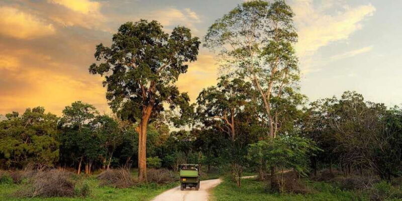 Yala National Park -Morning or Afternoon Leopard Safari Tour - The Overall Experience: Authenticity & Value