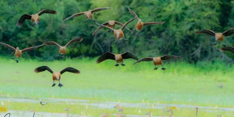 Yala National Park -Morning or Afternoon Leopard Safari Tour - The Sum Up