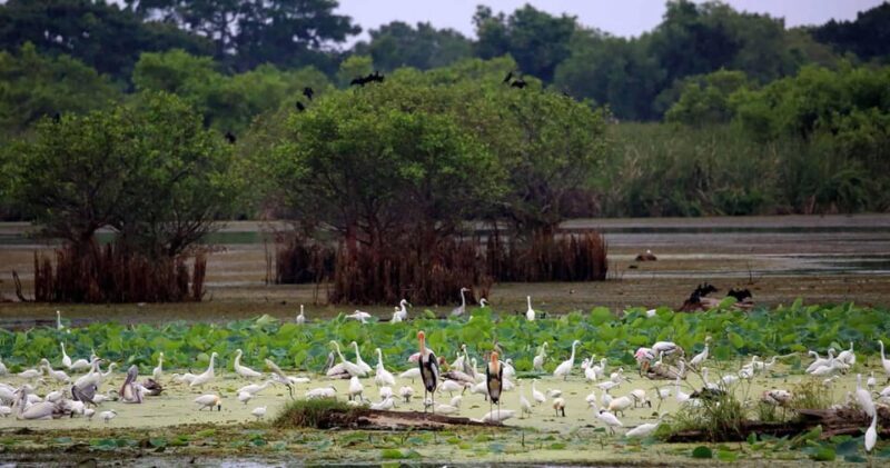 Yala National Park -Morning or Afternoon Leopard Safari Tour - FAQ